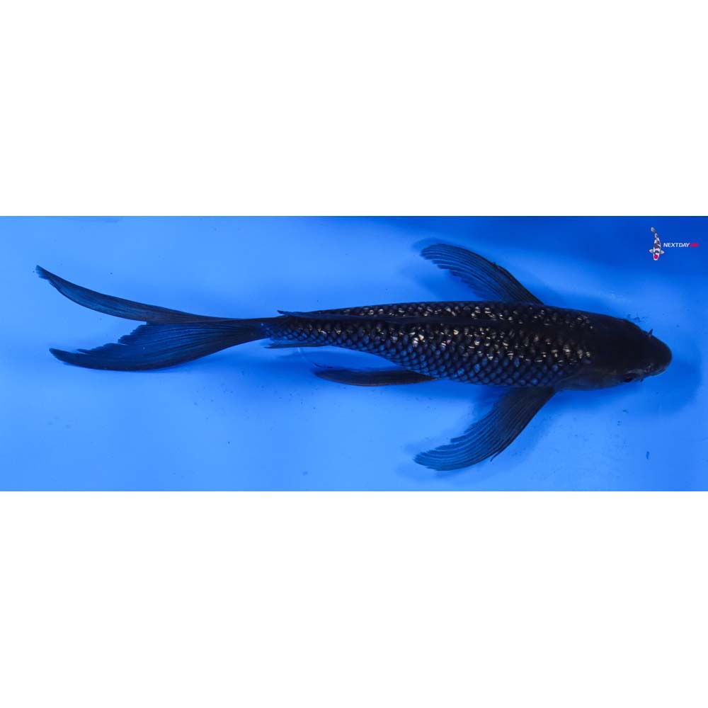 9.5” Imported Gin Rin Soragoi Butterfly Koi