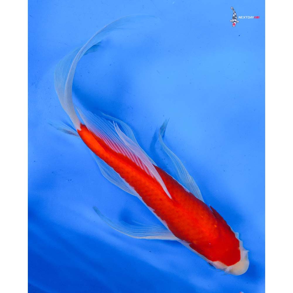 9.5” Imported Kohaku Butterfly Koi