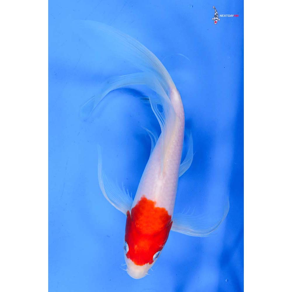 9.5” Imported Kohaku Butterfly Koi