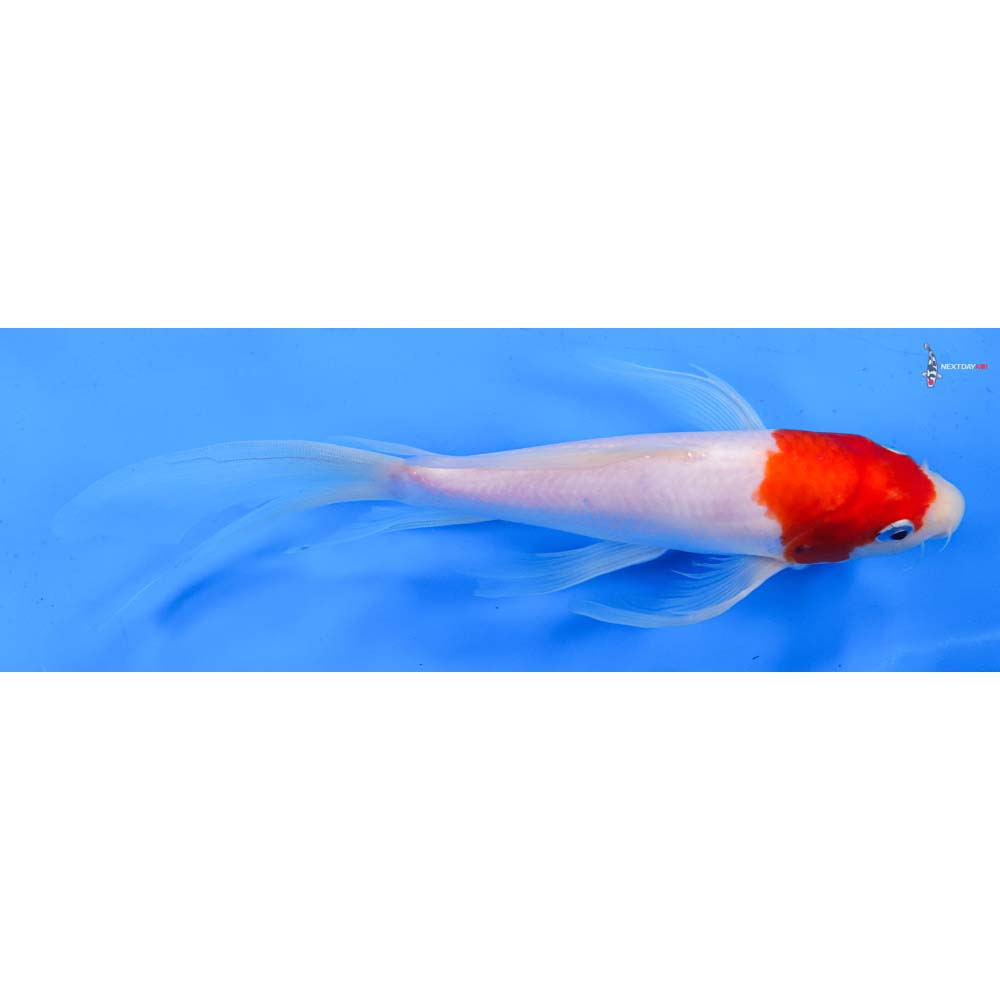 9.5” Imported Kohaku Butterfly Koi