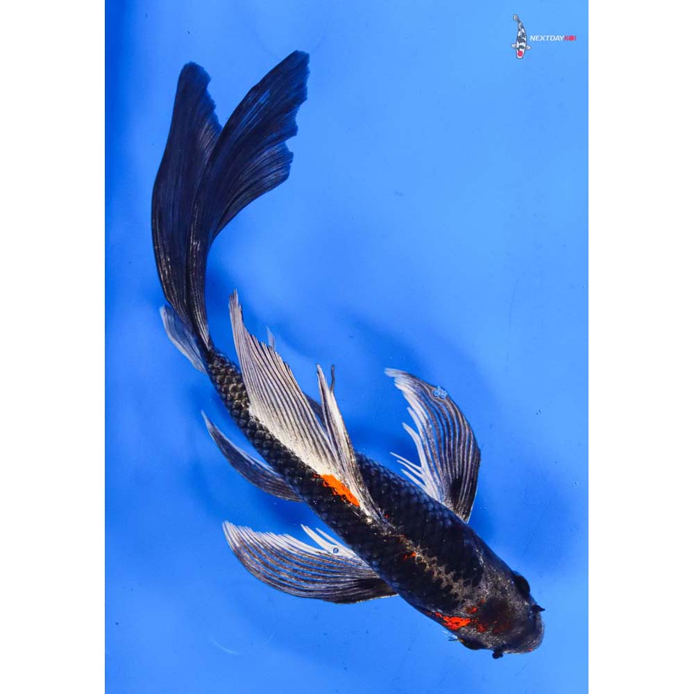 9.5” Imported Kujaku Butterfly Koi