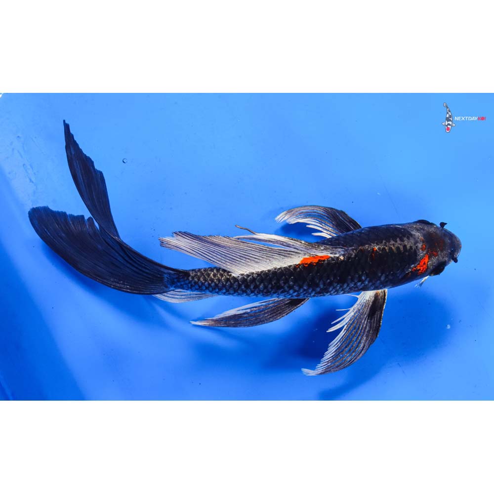 9.5” Imported Kujaku Butterfly Koi