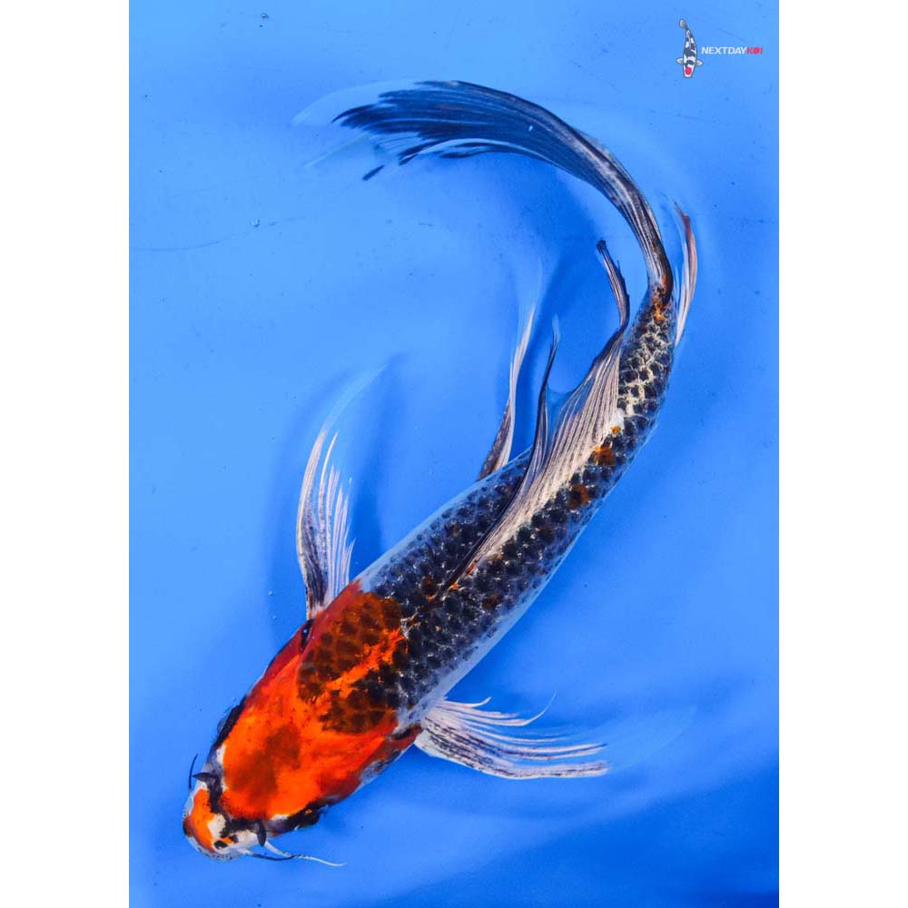 9” Imported Kujaku Butterfly Koi