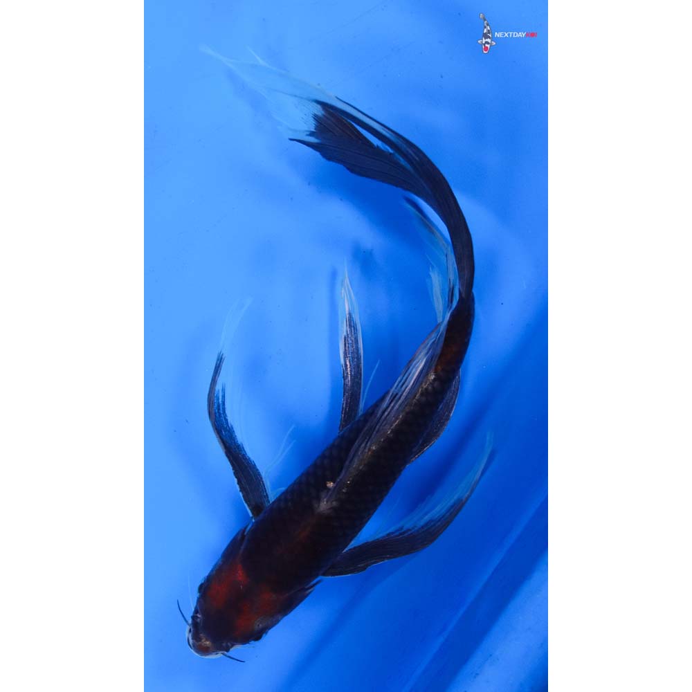 11” Imported Beni Matsukawabakke Butterfly Koi