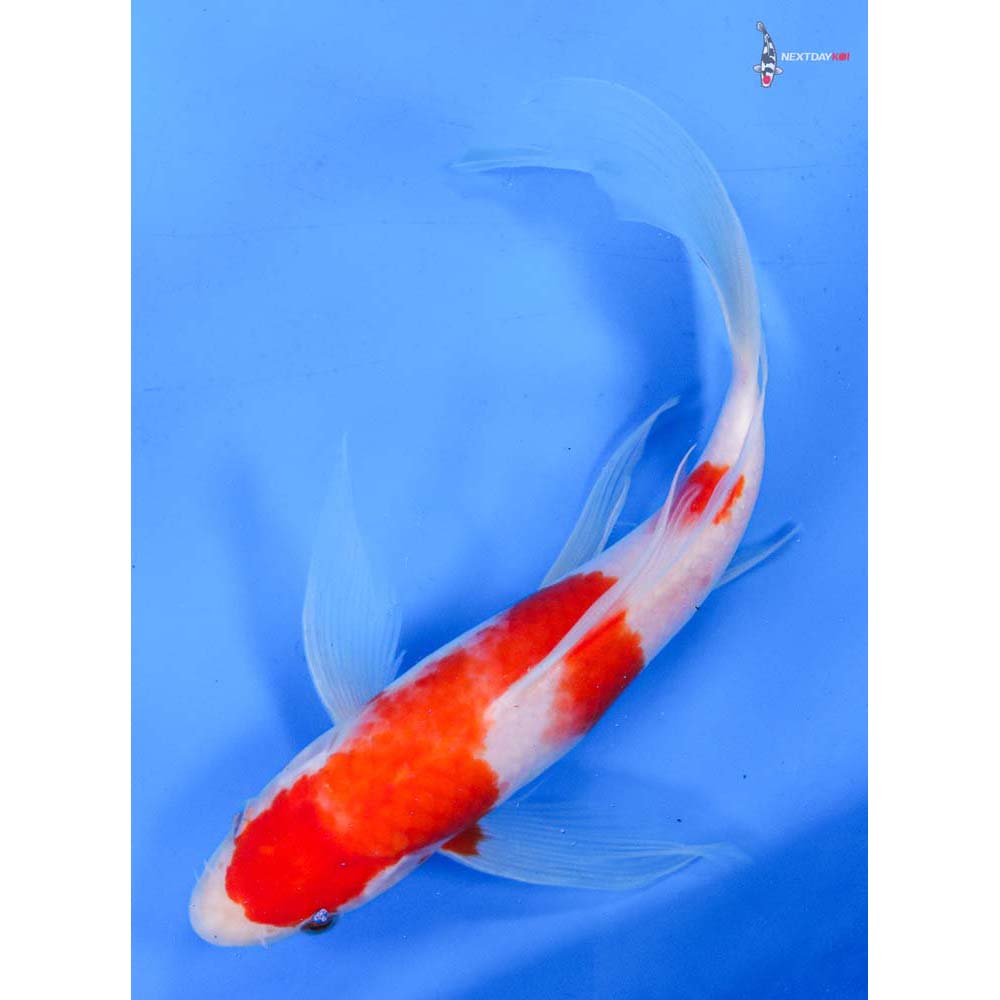 9” Imported Kohaku Butterfly Koi