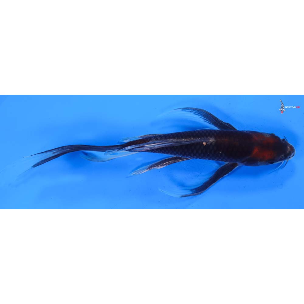 11” Imported Beni Matsukawabakke Butterfly Koi