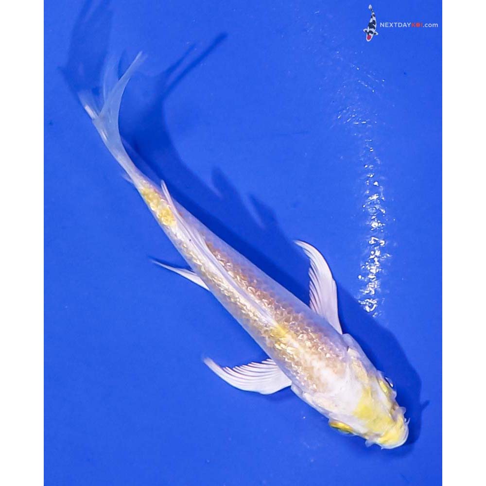 4” Imported Gin Rin Lemon Hariwake Butterfly Koi