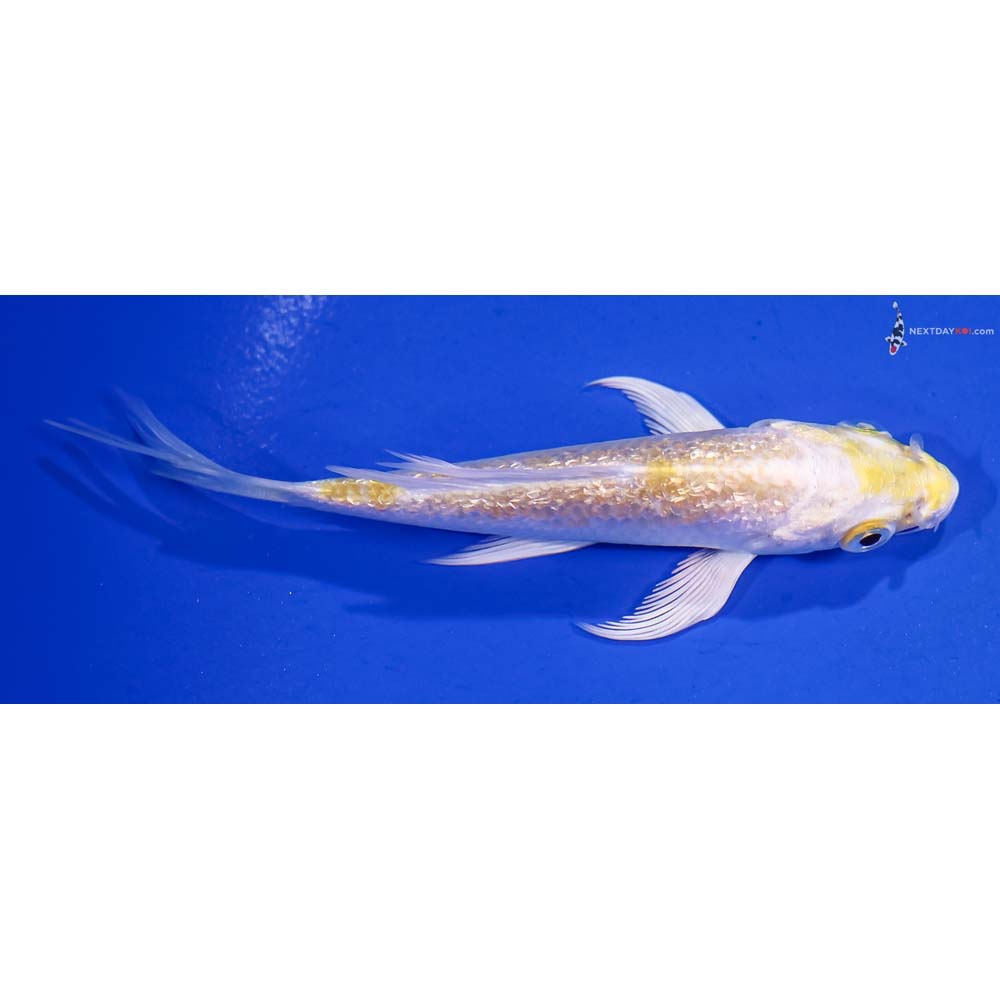 4” Imported Gin Rin Lemon Hariwake Butterfly Koi