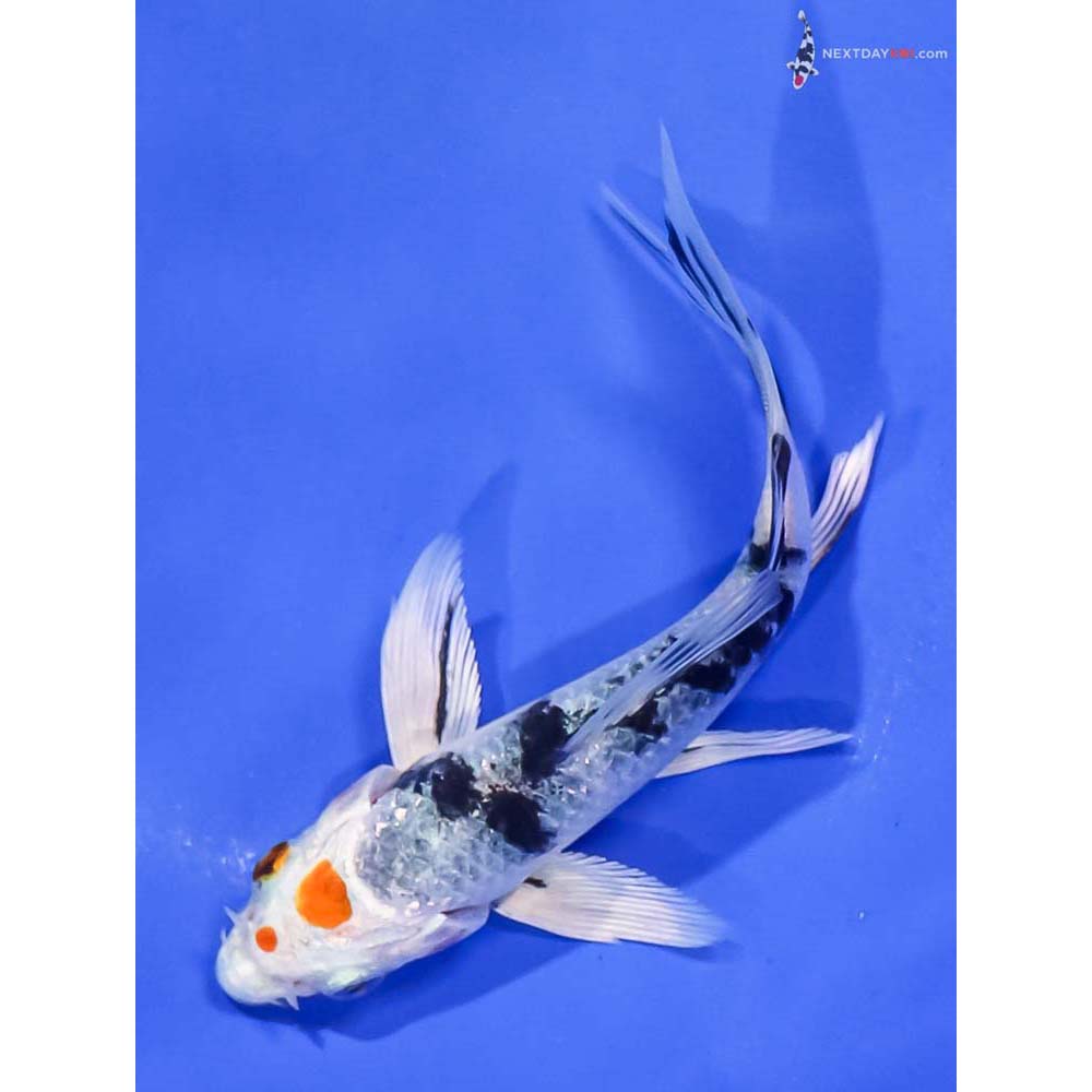 4.5” Imported Yamato Nishiki Butterfly Koi