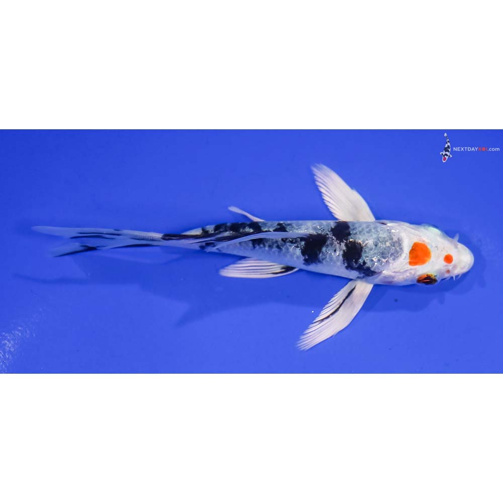 4.5” Imported Yamato Nishiki Butterfly Koi