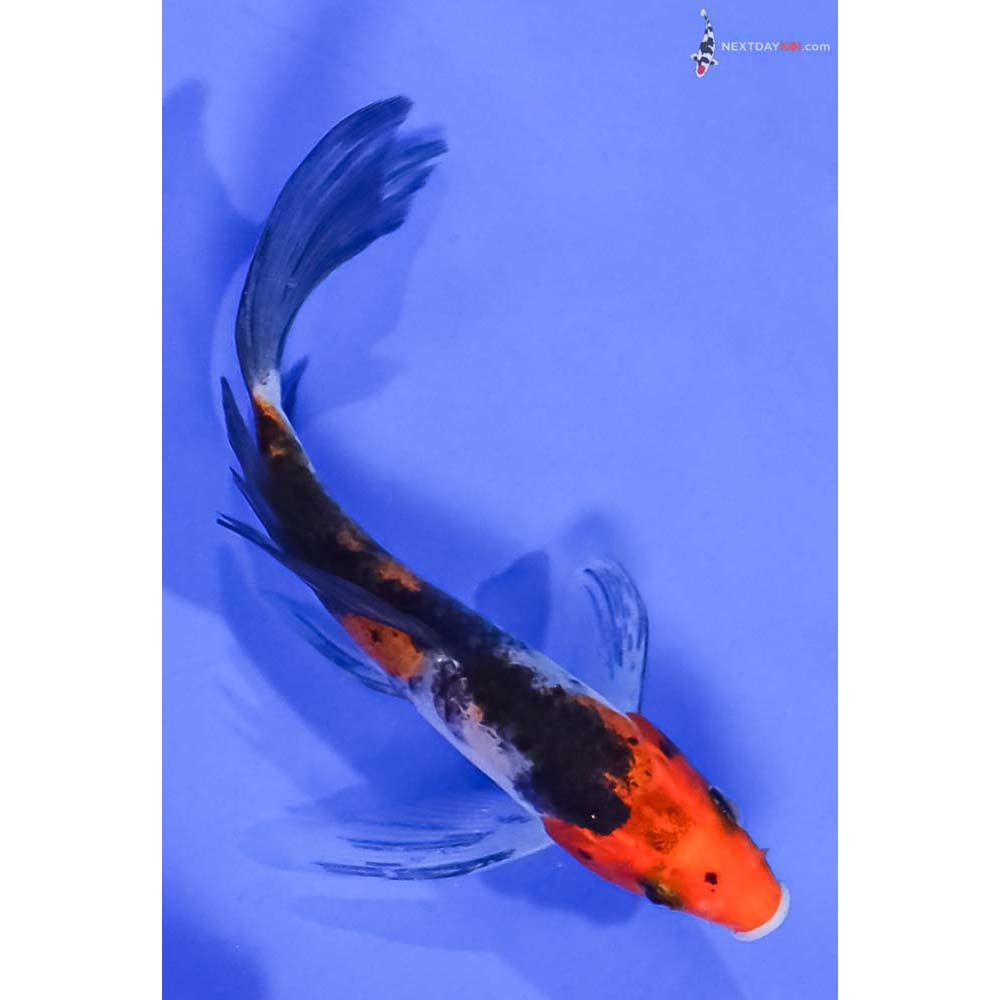 4.5” Imported Sanke Butterfly Koi