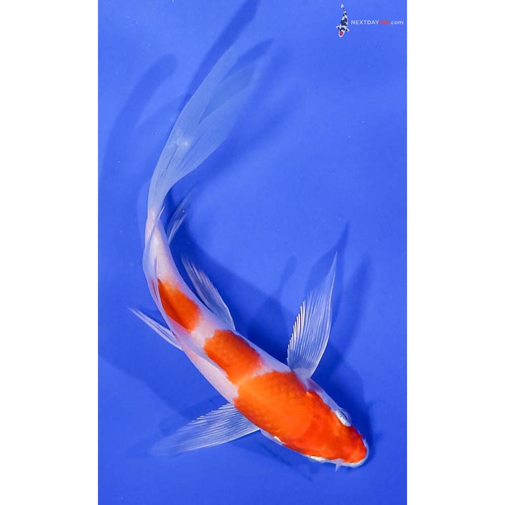 4.5” Imported Hariwake Butterfly Koi
