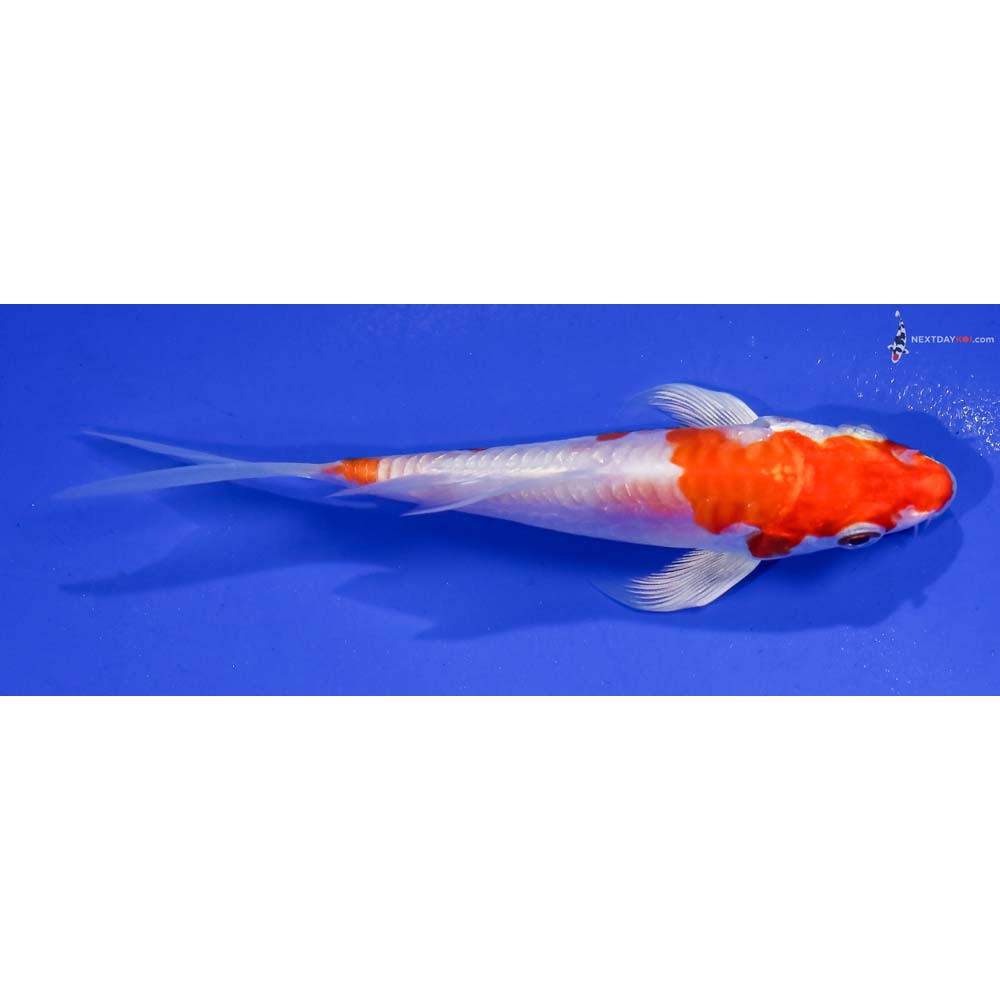 4” Imported Kikusui Butterfly Koi