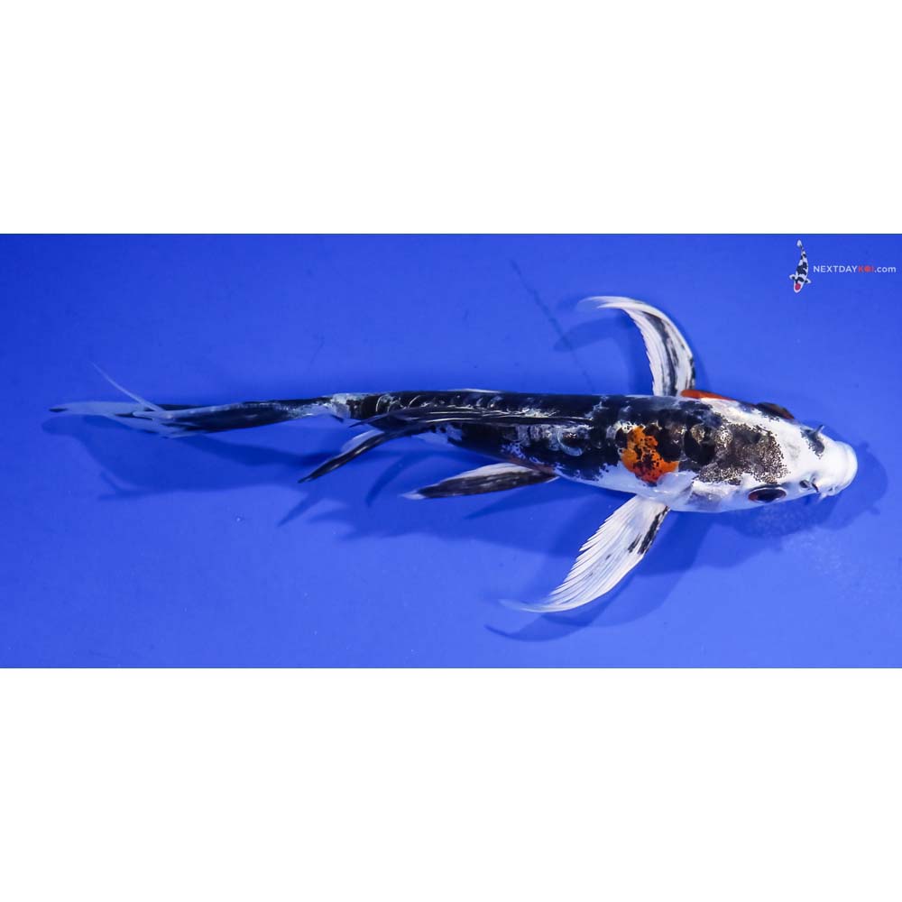 4.5” Imported Kin Kikokuryu Butterfly Koi