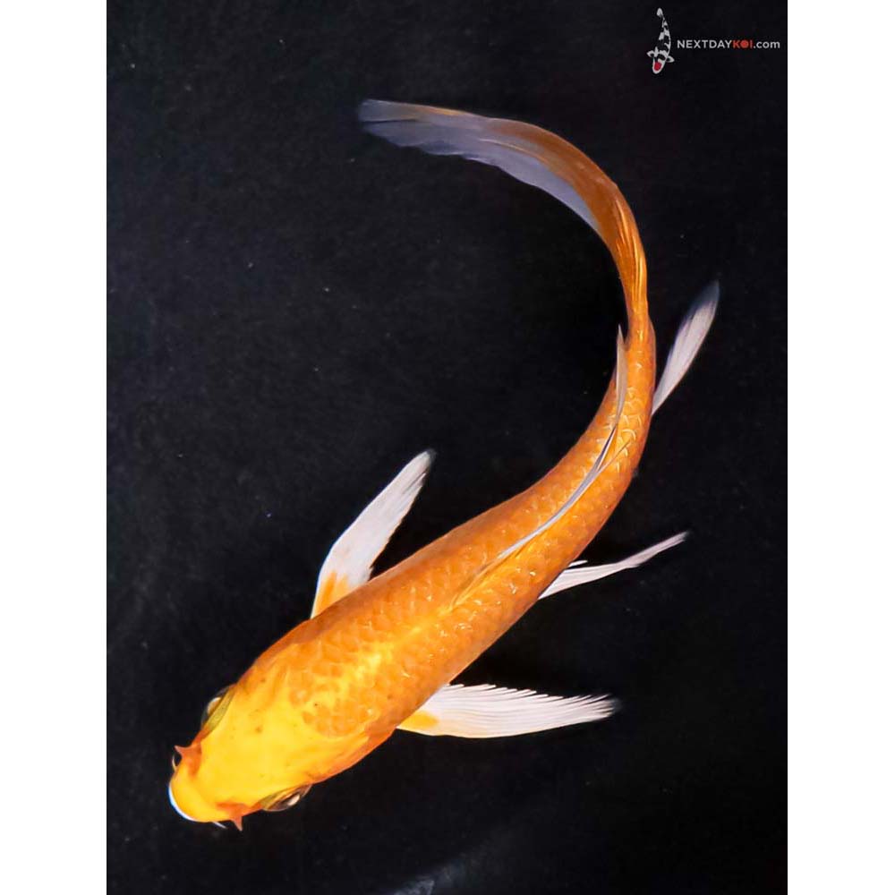 4.5” Imported Yamabuki Ogon Butterfly Koi