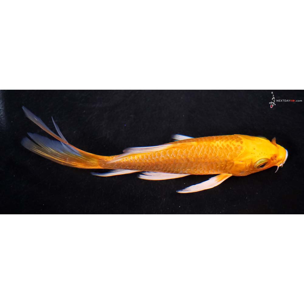 4.5” Imported Yamabuki Ogon Butterfly Koi