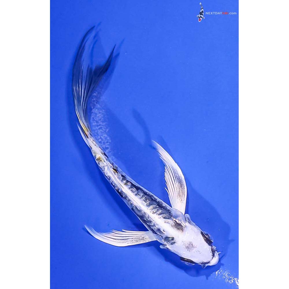 5” Imported Kin Kikokuryu Butterfly Koi