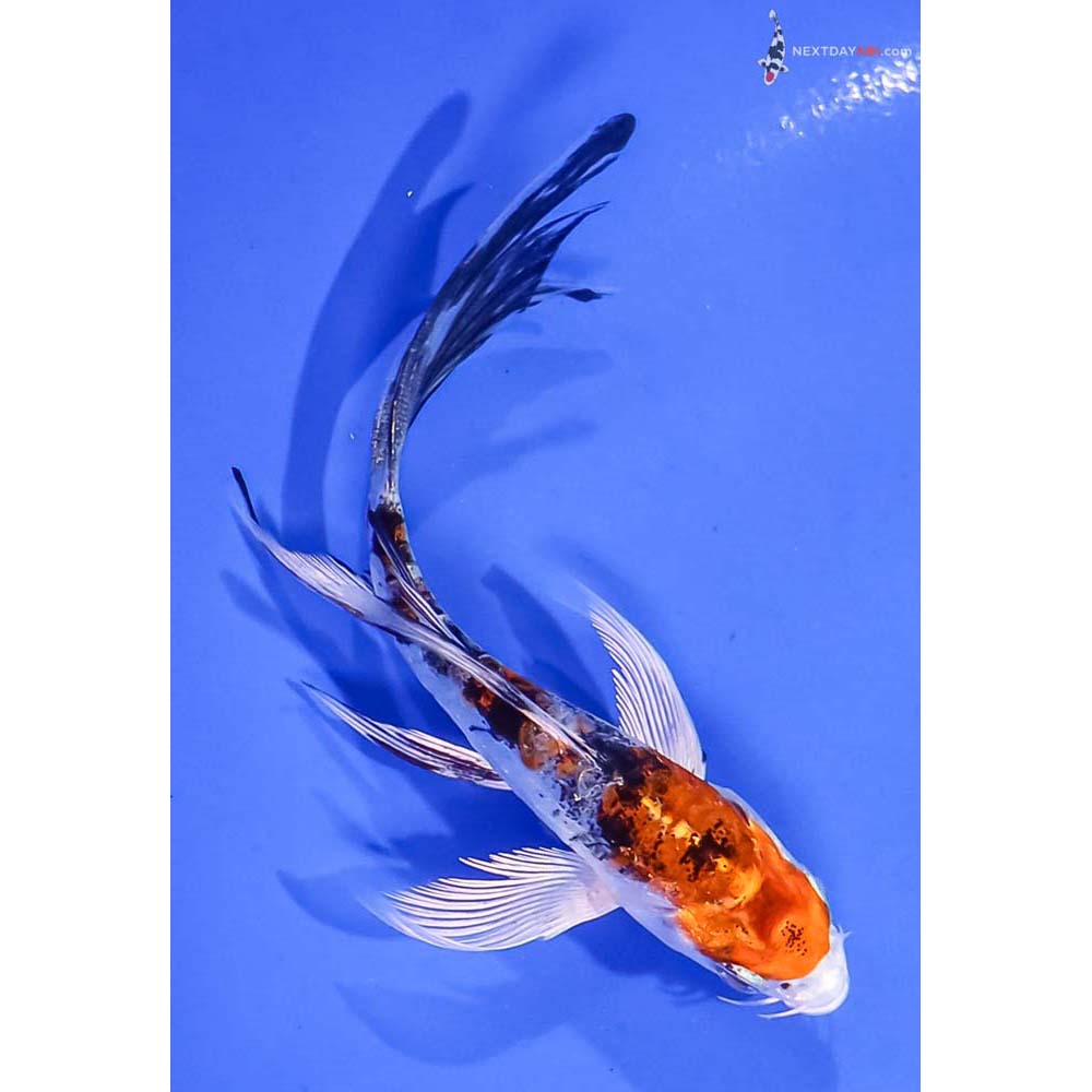 5” Imported Heisei Nishiki Butterfly Koi
