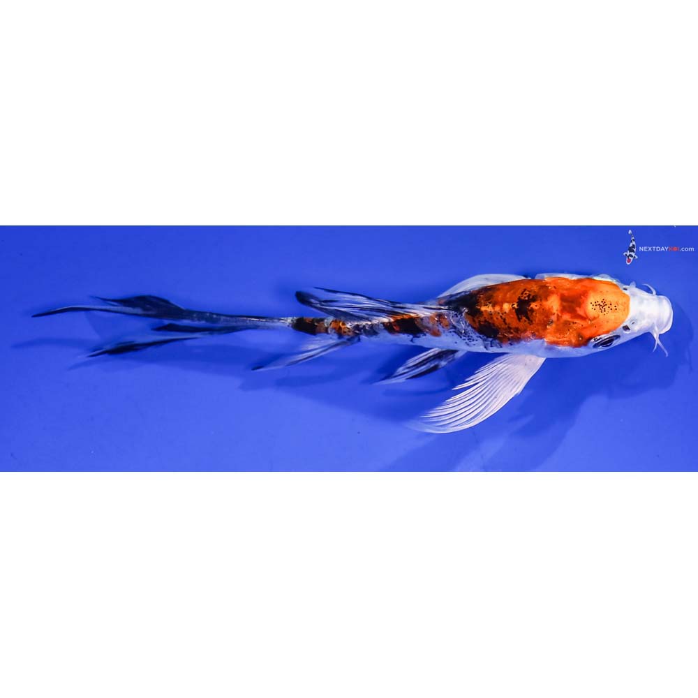 5” Imported Heisei Nishiki Butterfly Koi