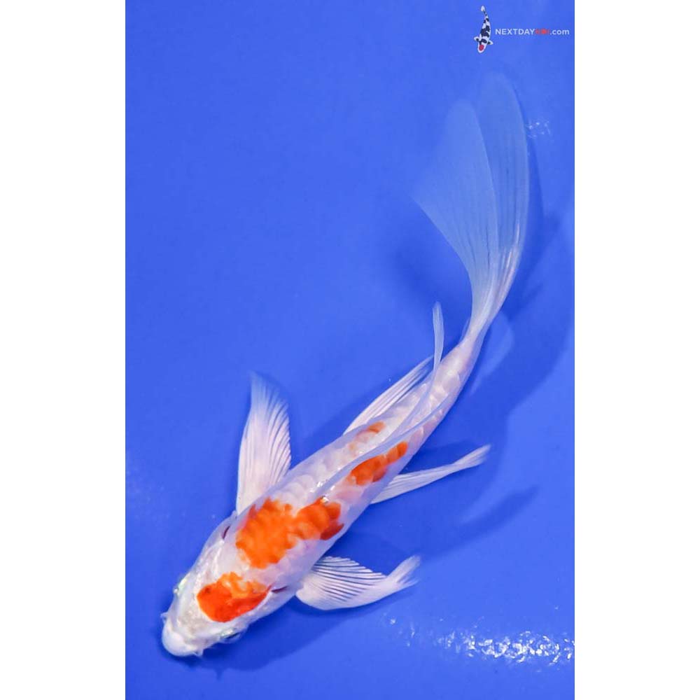 5” Imported Armor Scaled Hariwake Butterfly Koi