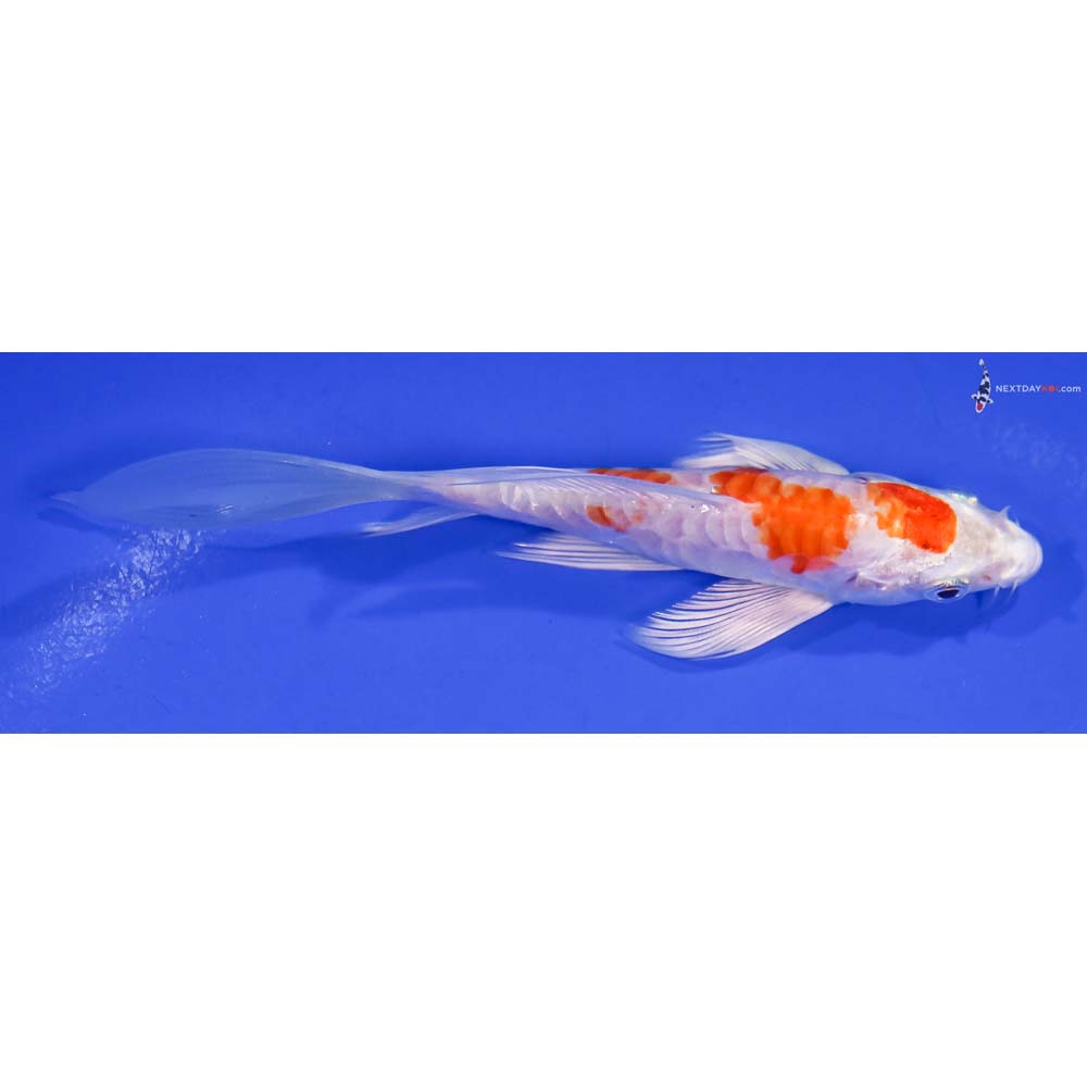 5” Imported Armor Scaled Hariwake Butterfly Koi