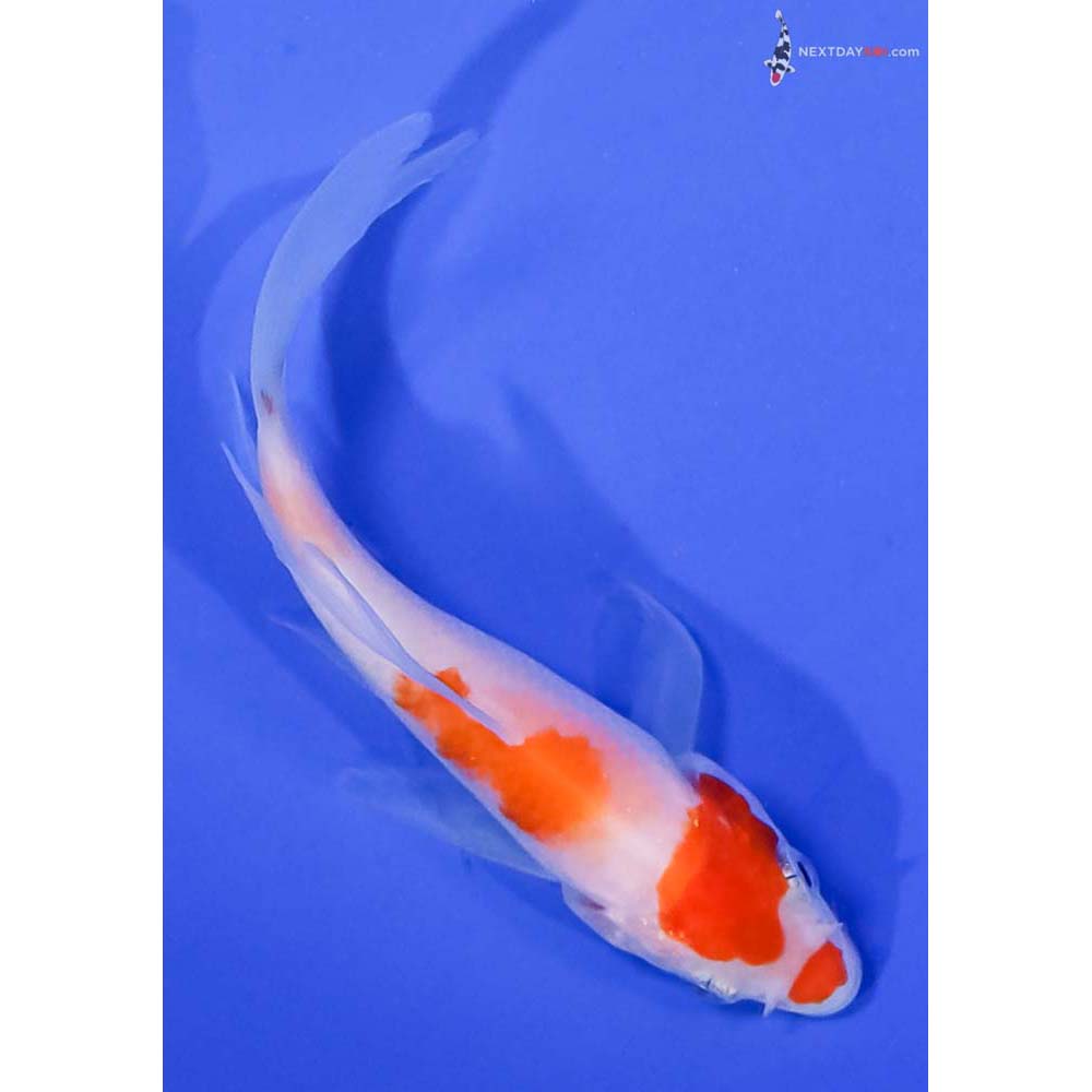 4” Imported Kohaku Butterfly Koi