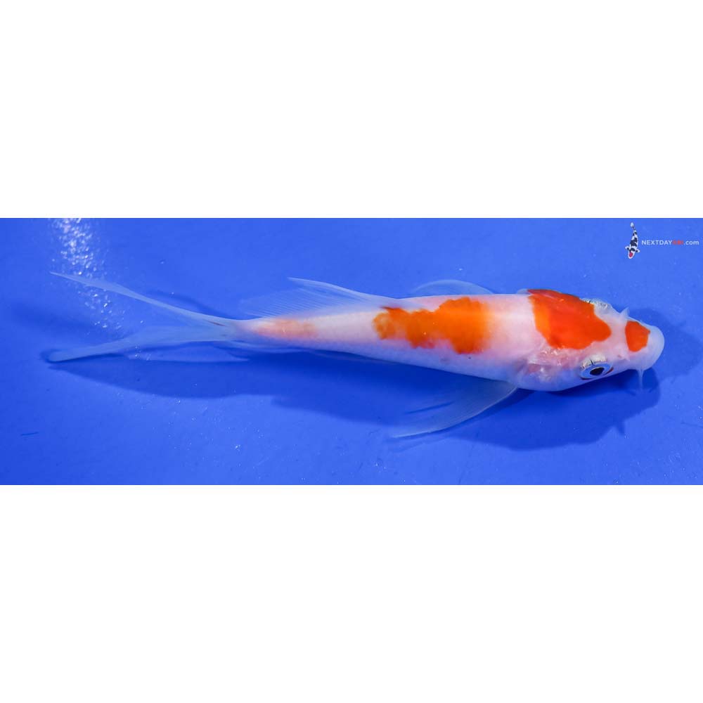 4” Imported Kohaku Butterfly Koi