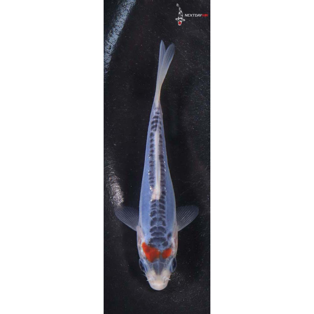 3.5” Imported Shusui