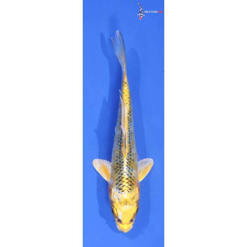 4” Imported Kujaku