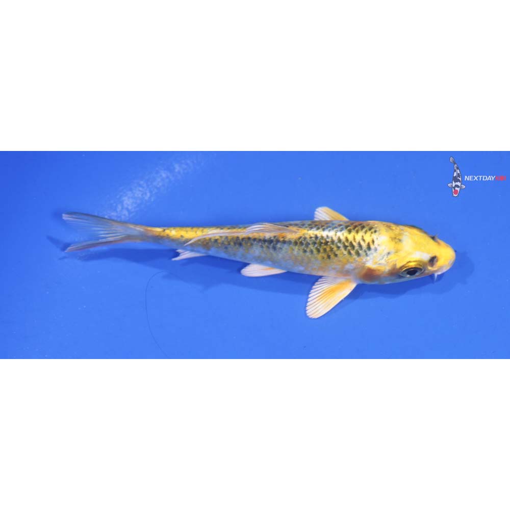 4” Imported Kujaku