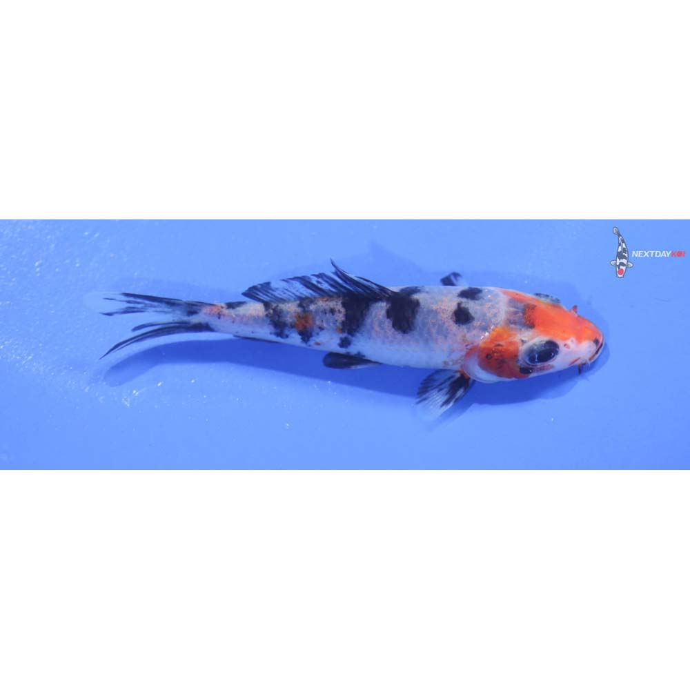 3.5” Imported Sanke