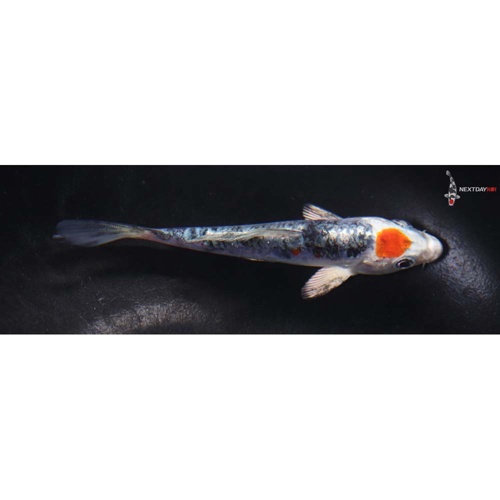 4” Imported Heisei Nishiki