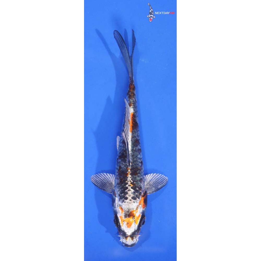 4.5” Imported Kujaku