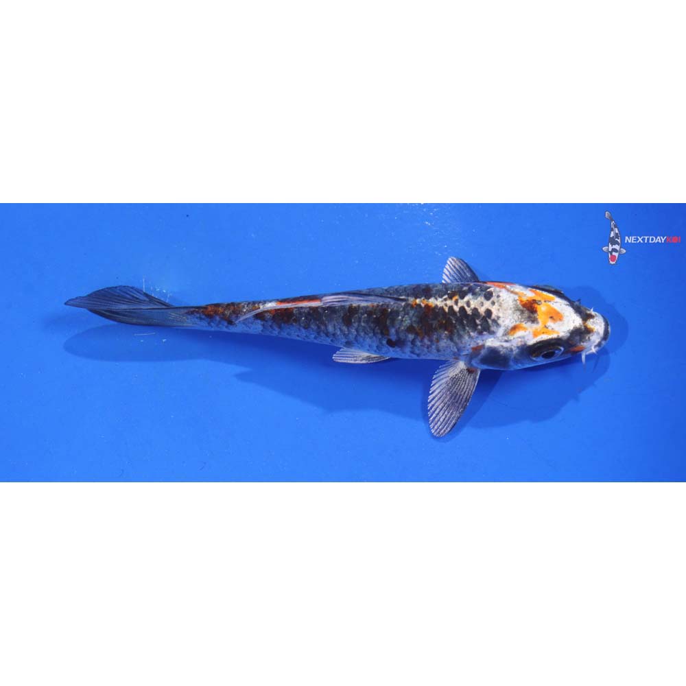 4.5” Imported Kujaku