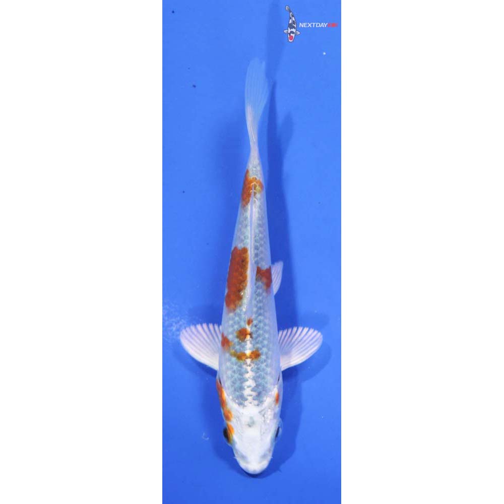 4.5” Imported Yamato Nishiki