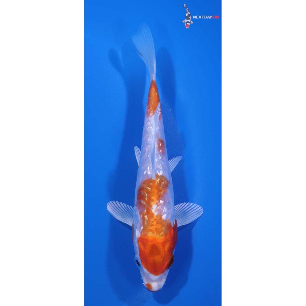 5” Imported Gin Rin Armor Scaled Hariwake