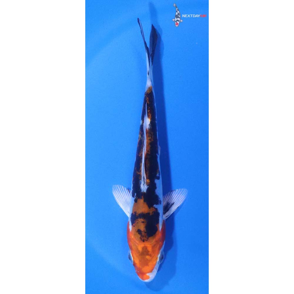 5” Imported Heisei Nishiki