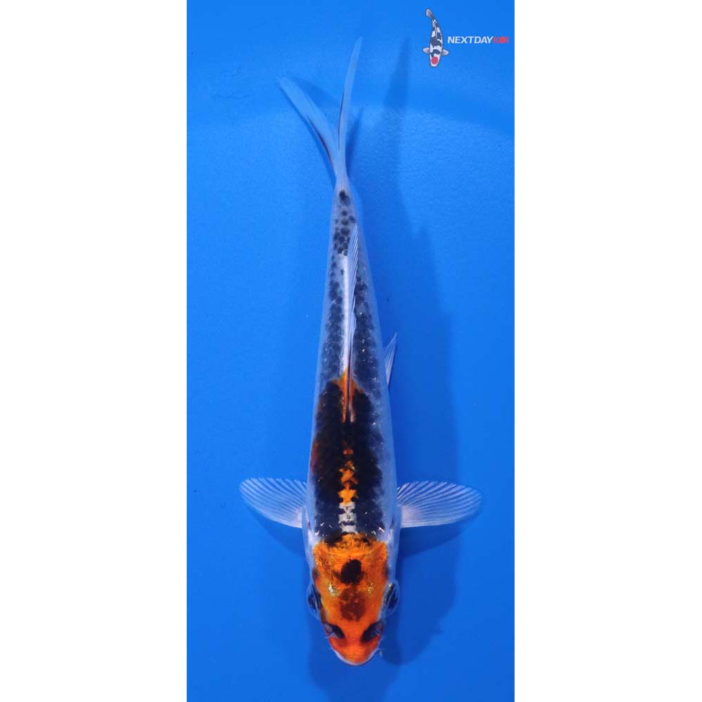 4.5” Imported Kujaku