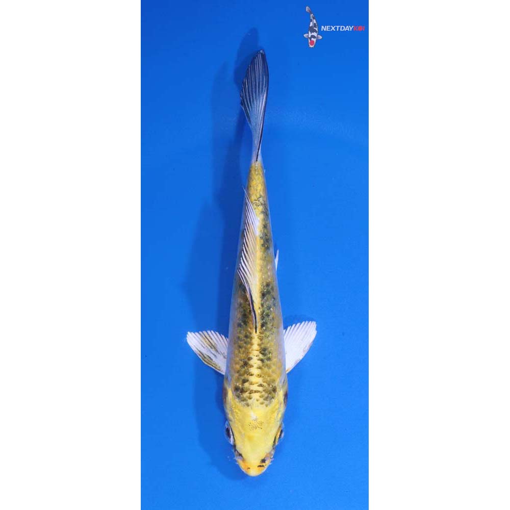 5” Imported Yamato Nishiki
