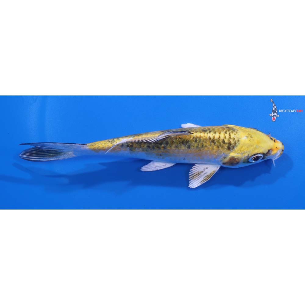 5” Imported Yamato Nishiki