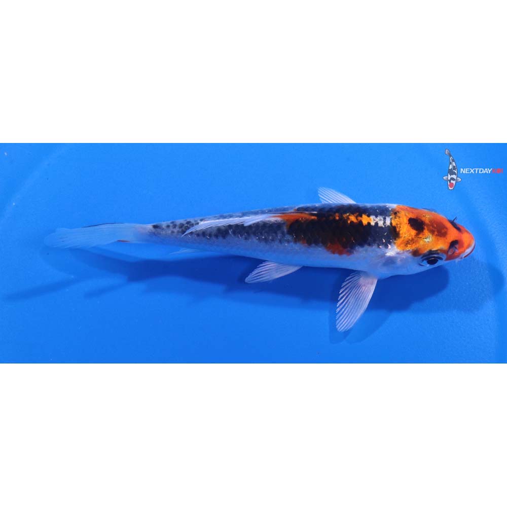 4.5” Imported Kujaku