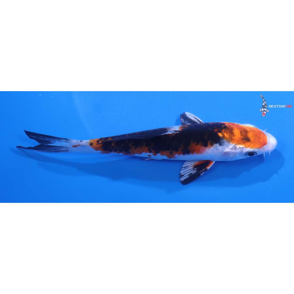 5.5” Imported Yamato Nishiki
