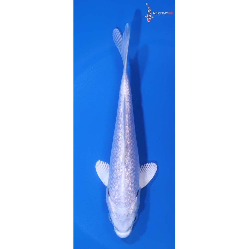 5.5” Imported Gin Rin Platinum Ogon