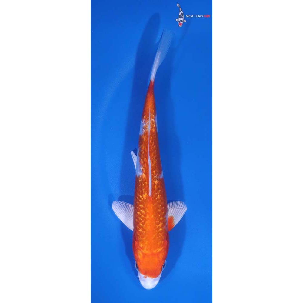 6” Imported Hariwake