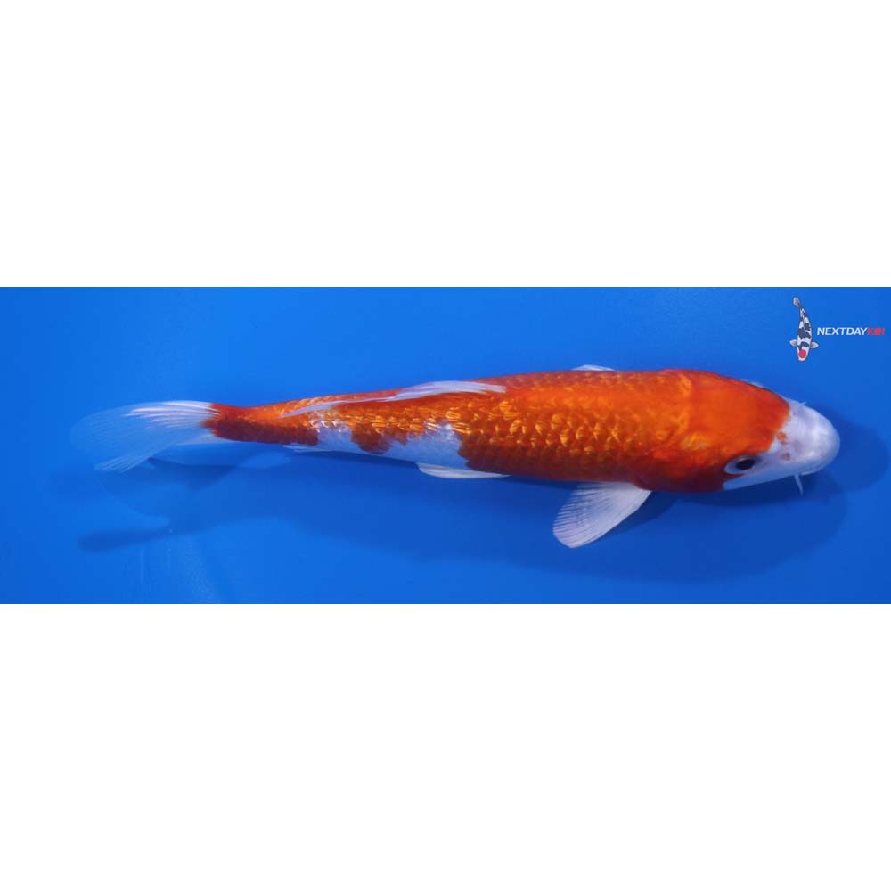 6” Imported Hariwake