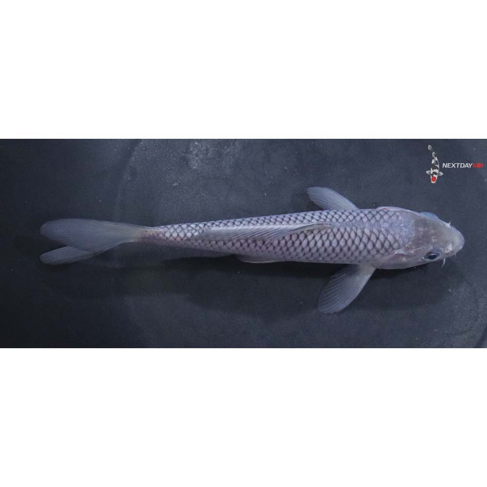 6” Imported Soragoi