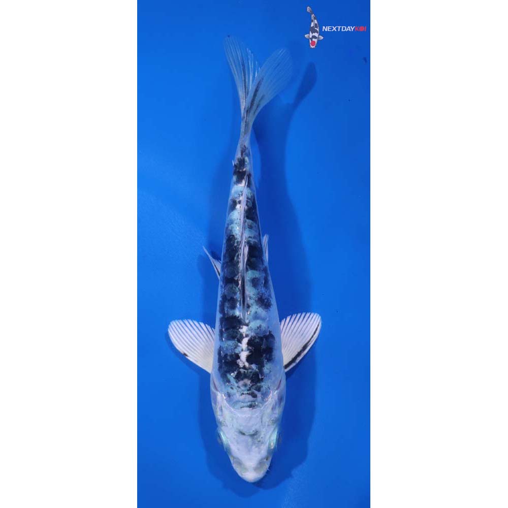 5” Imported Doitsu Gin Shiro Bekko