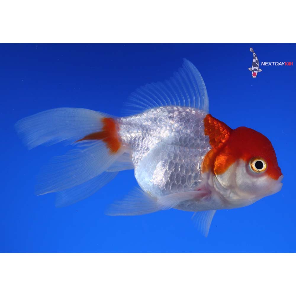 4” Imported Red and White Oranda