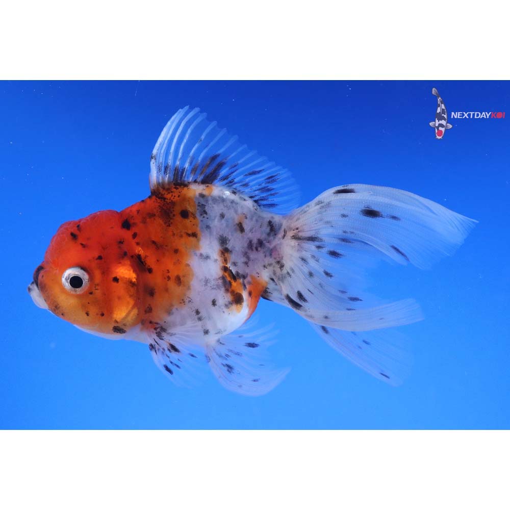 4” Imported Calico Oranda