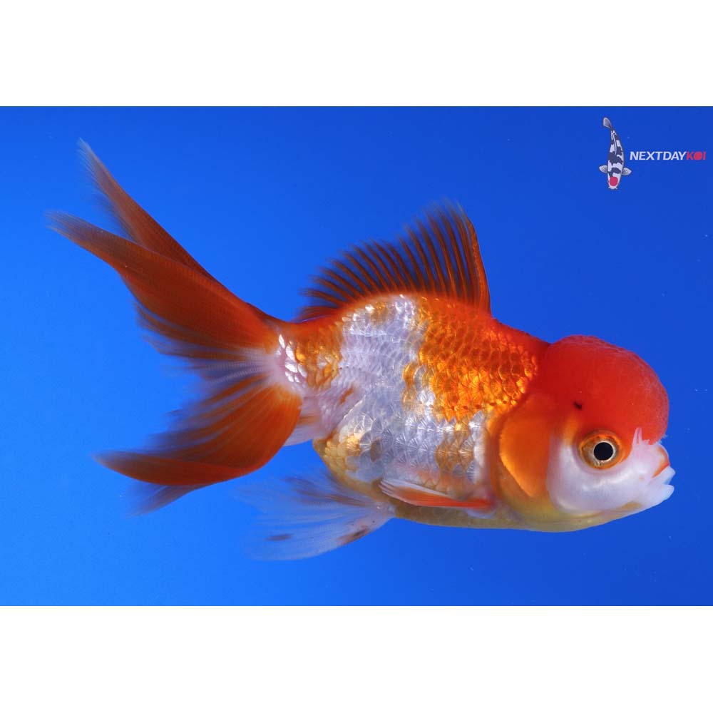 4” Imported Red and White Oranda